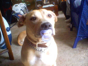 pacifier_brady.jpg